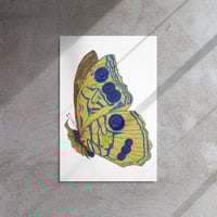 Image 1 of Metal print of Butterfly