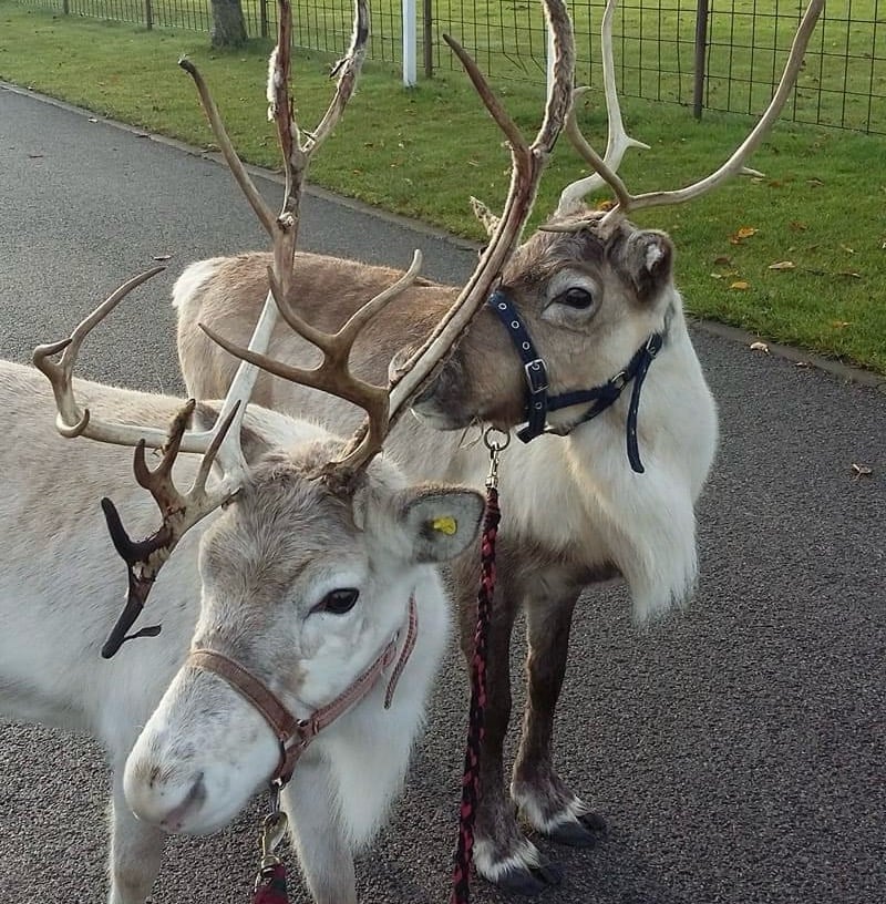 Image of Winter Special Event - Reindeer Experience and Painting Workshop 