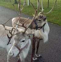 Image 2 of Winter Special Event - Reindeer Experience and Painting Workshop