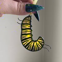 Image 3 of Monarch Caterpillar