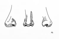 Noses Art Print
