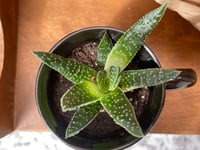 Image 2 of Lace Aloe in Witches Brew Cauldron  