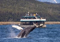 Image 3 of Whale watch Tour 