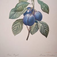 Image 4 of Planches  Anciennes les fruits de Redouté