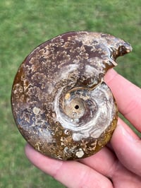 Image 2 of Ammonite Fossil | Madagascar #3051