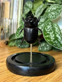 Image 3 of rhino beetle dome