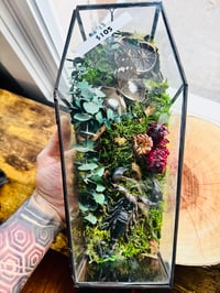 Image 4 of Scorpion Coffin Terrarium