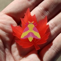 Image 3 of Rosy Maple Moth Frosted Acrylic Pin