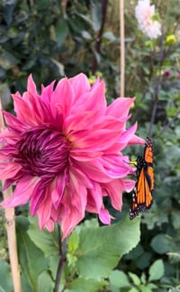 Penhill Dark Monarch - Dinnerplate Type