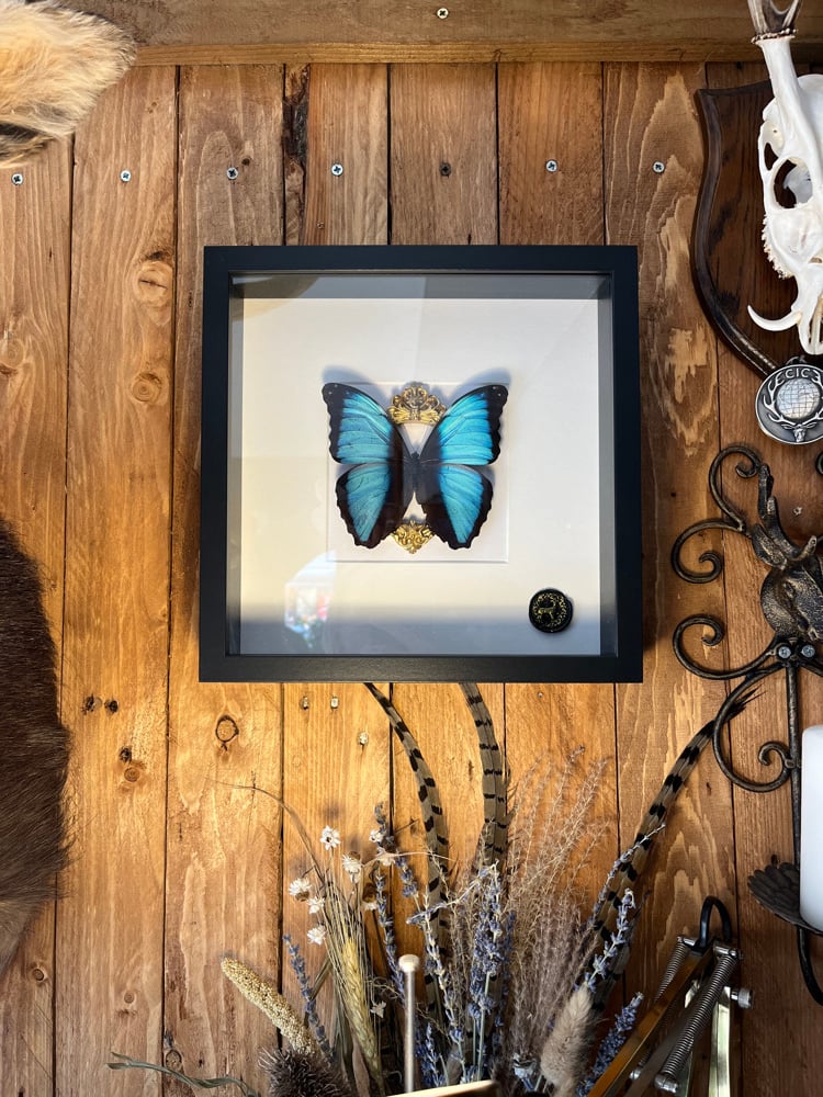 Image of Ornate Blue Morpho Deidamia Butterfly White