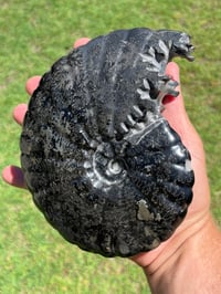 Image 5 of Large Black Ammonite Fossil With Pyrite | Madagascar #2699