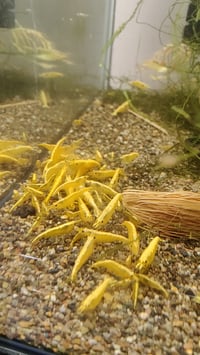 Image 2 of yellow Golden back shrimp