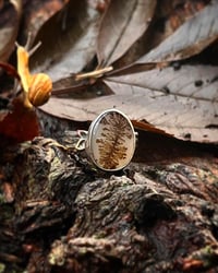 Image 3 of Lichen ring 