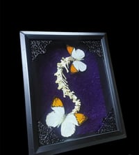 Image 1 of Oranged tipped butterflies on Rabbit Spine