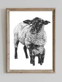Suffolk Sheep A4 Print 