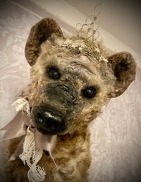 Image 5 of Holly the Hyena