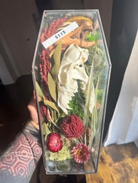 Image 2 of Fox Skull Coffin Terrarium 