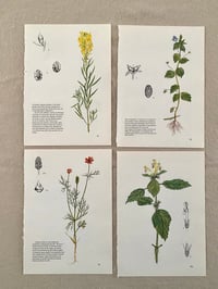 Image 4 of Illustrations botaniques (x4)