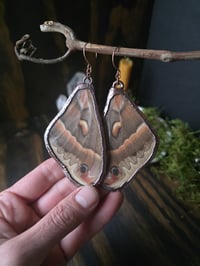 Image 4 of Cecropia Moth Wing Earrings
