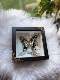 Image 2 of Gilded Swallowtail 