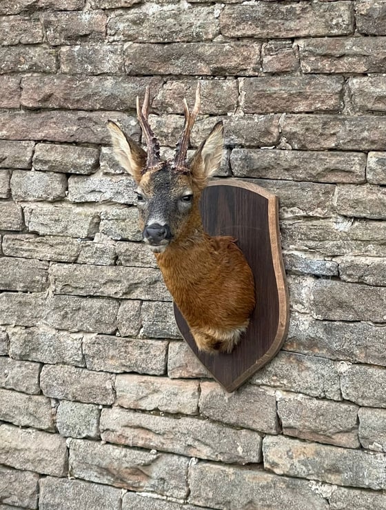 Image of Taxidermy Roebuck 