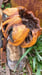 Image of Forgotten Pumpkinheads of OZ..