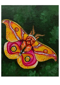 Madagascan Bullseye Moth Study Print