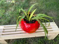 Image 4 of Spider Plant In Large Red Apple