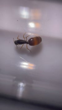 Image 1 of Solenopsis jacoti