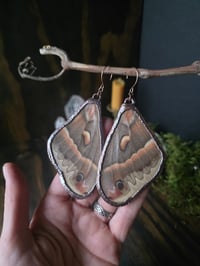 Image 5 of Cecropia Moth Wing Earrings