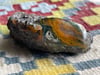Orange and Green Agatized Wood