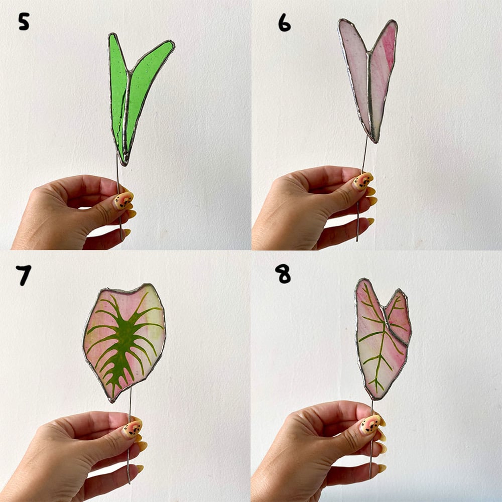 Image of Glass Plant *Old Stock*