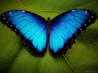 Image 3 of Metamorphosis- Blue Morpho 