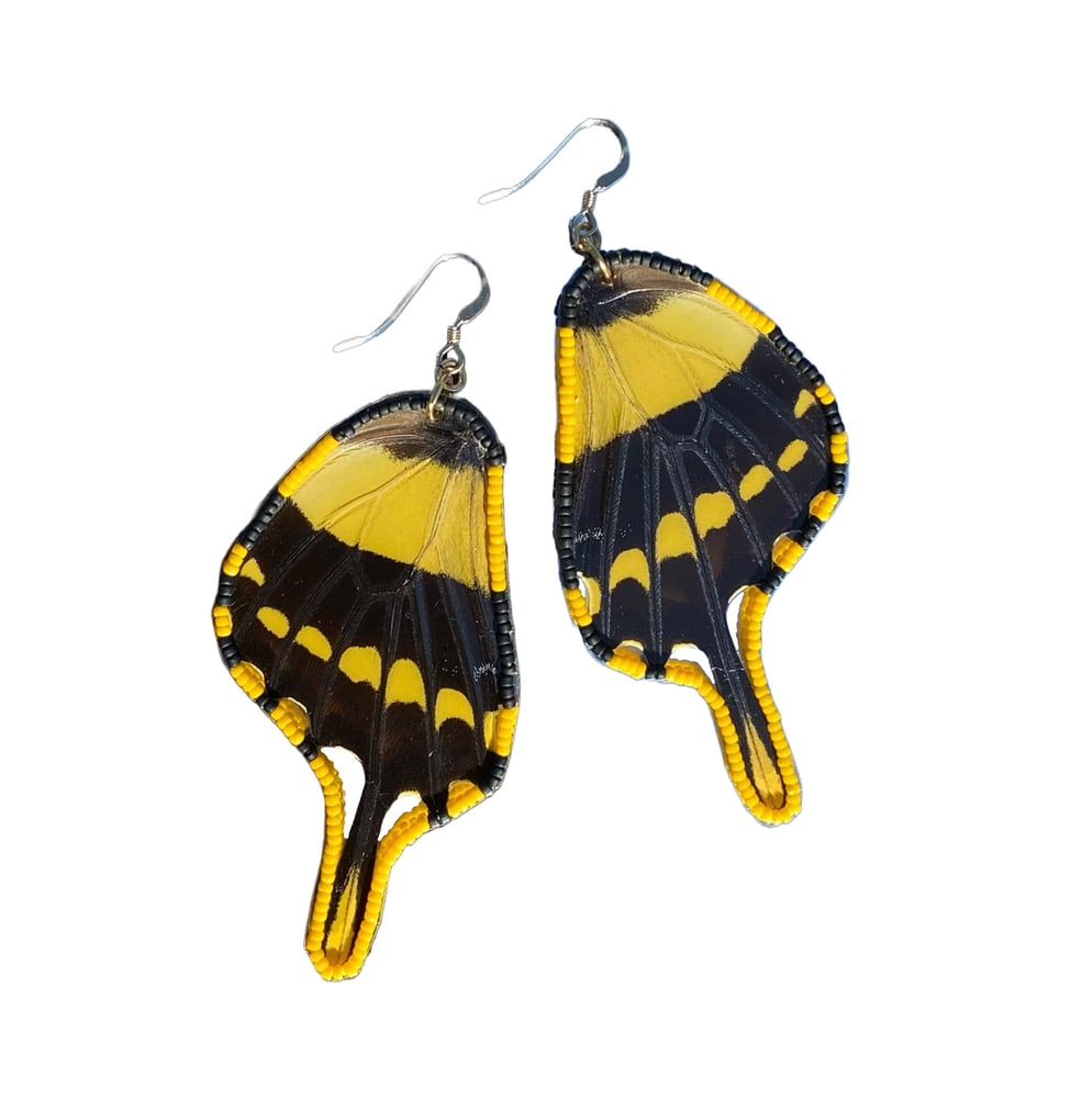 Image of Papilio thoas Wing Earrings