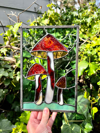 Image 2 of Red Opal Mushrooms