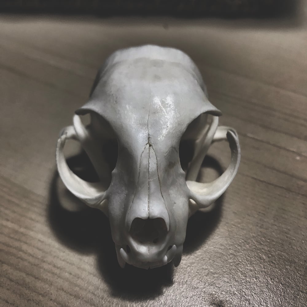 Image of Domestic Cat Skull