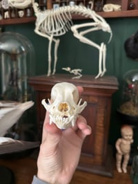 Image 3 of Pathological Dog Skull 1