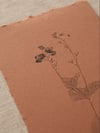 Speedwell A6 02 - Original Botanical Monoprint