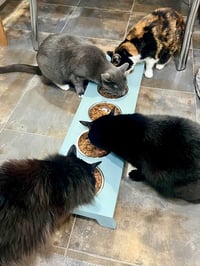 Image 3 of Elevated Cat Feeder (Whisker Friendly, Stainless Bowls)
