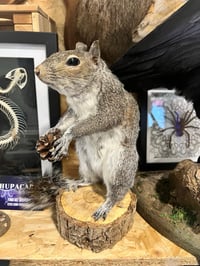 Image 2 of Make your own Taxidermy Squirrel Workshop March 26th 5.30pm to 9pm