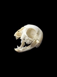 Image 5 of wild kitten skull 2