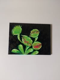 Image 1 of Venus Fly Trap