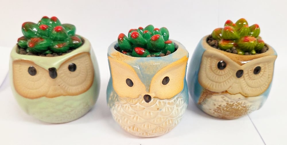 Image of Fused Succulent in Owl Pot