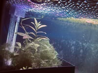 Custom 5 & 10 Gallon Shrimp UGF Box - Under Gravel Filter Box