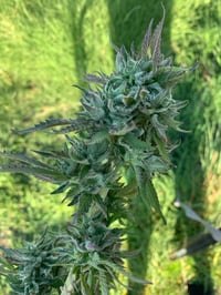 Image 2 of Manzanita Sol - (Road Apple Moon Pop X Lantz F2)