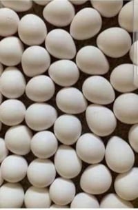 Image 1 of Georgia Giant Hatching Eggs 