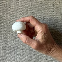 Image 5 of Button Mushroom (agaricus bisporus)