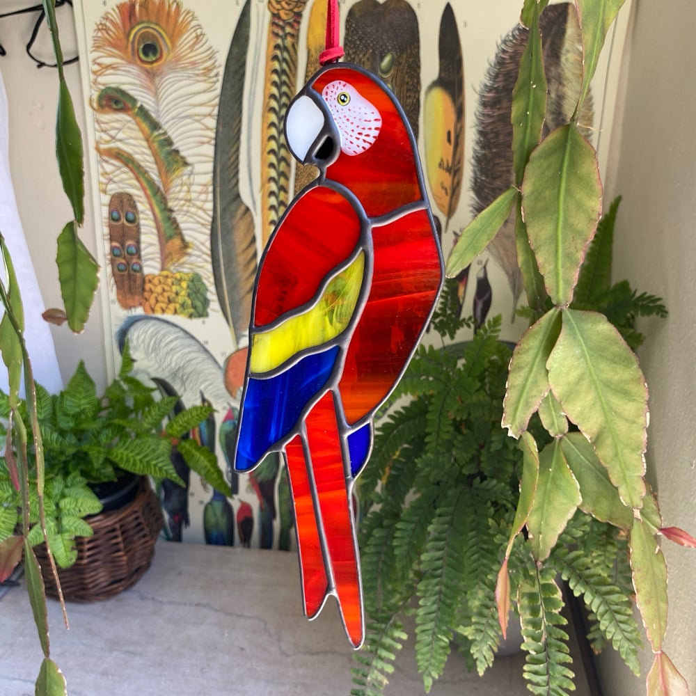 Image of Scarlet Macaw