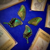 Real Butterfly Wings