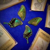 Image 1 of Real Butterfly Wings